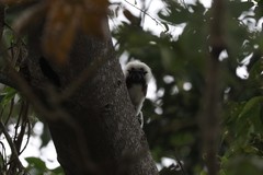 Saguinus oedipus