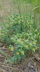 Euphorbia myrsinites