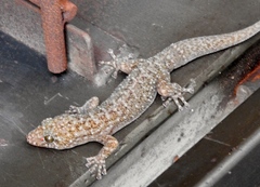 Phyllodactylus lanei