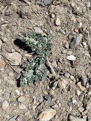 Vesper purpurascens
