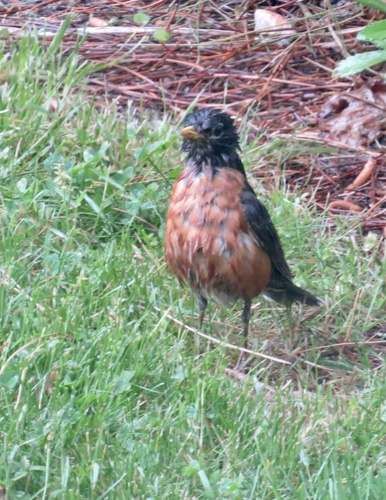 American Robin photographed in New Jersey