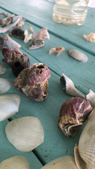 Megabalanus tintinnabulum