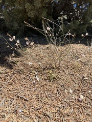 Astragalus convallarius