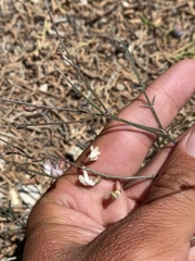 Astragalus convallarius