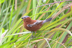 Sporophila cinnamomea