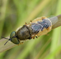 Dischizocera zumpti