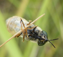 Dischizocera zumpti