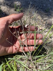 Astragalus convallarius