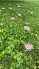 Erigeron pubescens