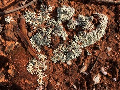 Xanthoparmelia reptans