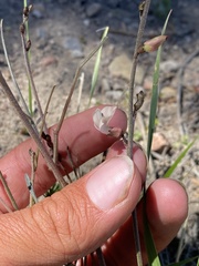 Astragalus convallarius