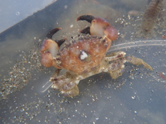 Lophopanopeus bellus