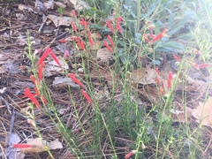 Penstemon pinifolius