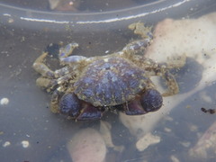 Lophopanopeus bellus