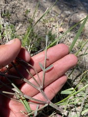Astragalus convallarius
