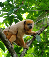 Alouatta caraya