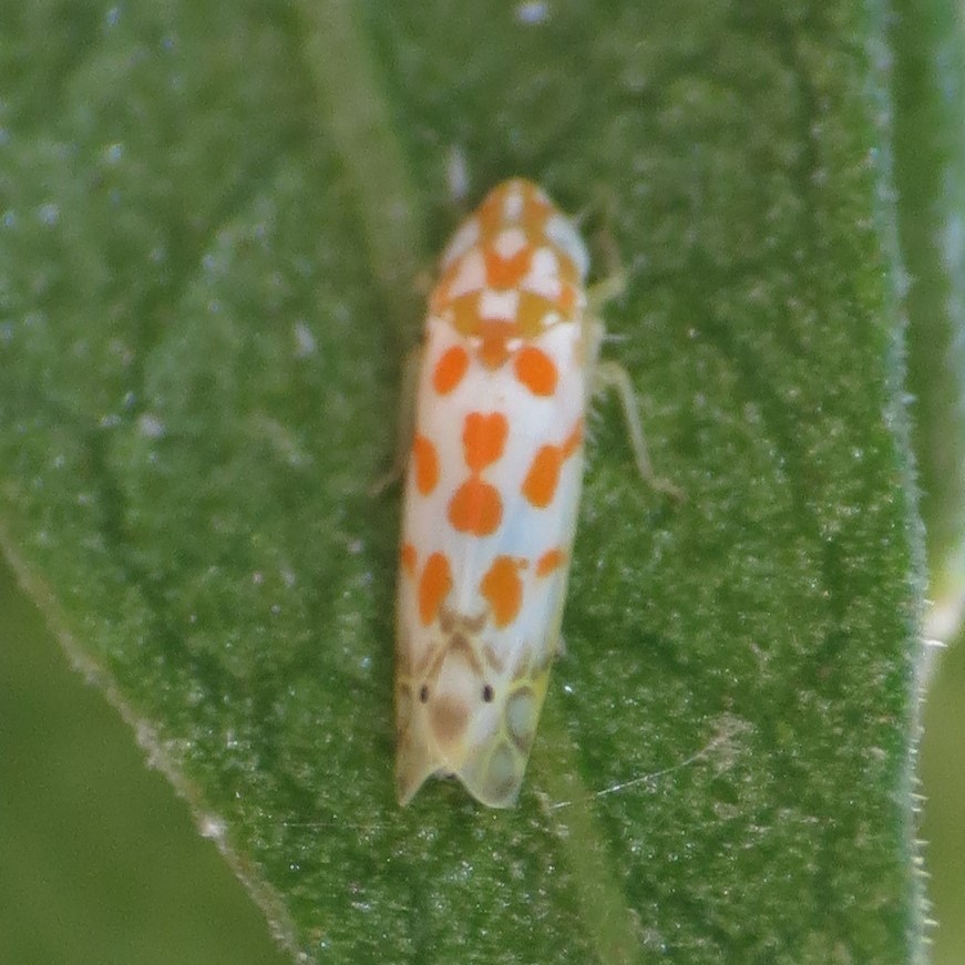Alconeura dodonana