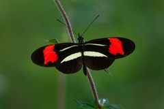 Heliconius besckei