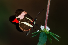 Heliconius besckei