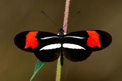Heliconius besckei