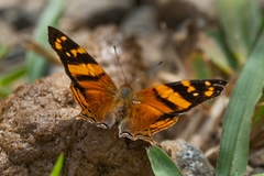 Hypanartia lethe
