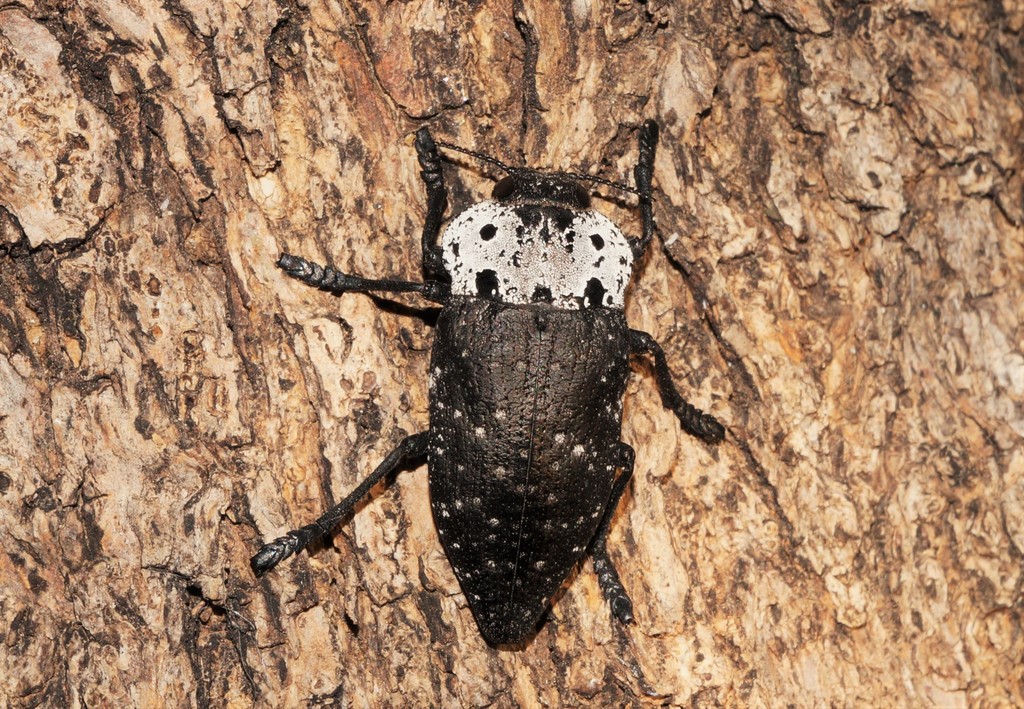Flat-headed Root-borer