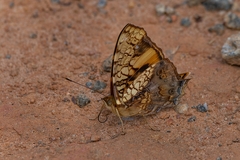Hypanartia lethe