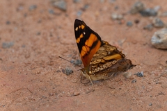 Hypanartia lethe