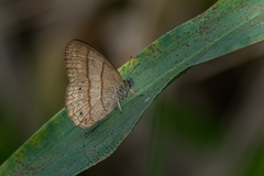 Paryphthimoides poltys