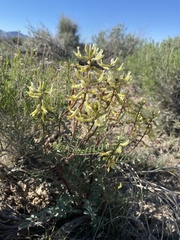 Astragalus eremiticus