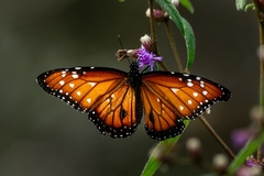 Danaus gilippus gilippus