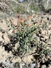 Astragalus eremiticus