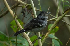 Thamnophilus caerulescens