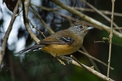 Thamnophilus caerulescens