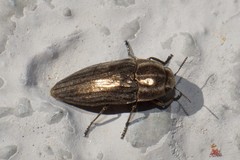 Sphenoptera