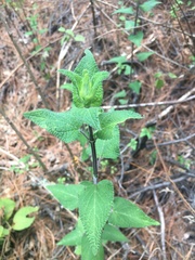 Salvia fulgens