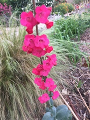 Penstemon superbus
