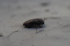 Acmaeoderella