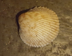 Image of Dallocardia senticosa