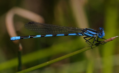 Argia leonorae