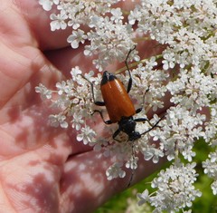 Trigonarthris atrata