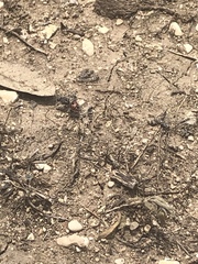 Dasymutilla eurynome