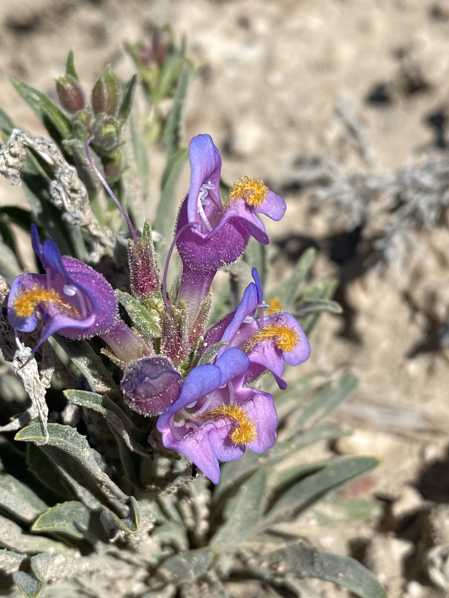 Penstemon janishiae