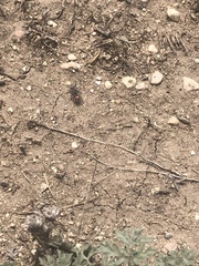 Dasymutilla eurynome