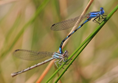 Argia leonorae