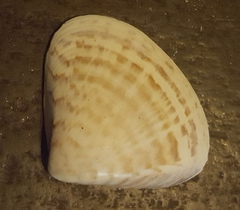 Tivela