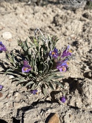 Penstemon janishiae