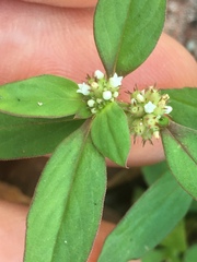 Spermacoce latifolia