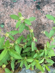 Spermacoce latifolia