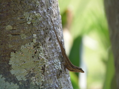 Anolis nebulosus